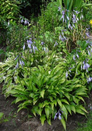 ХОСТА ланцетолиста